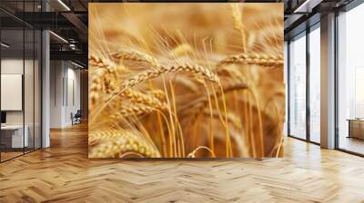 cereal field of barley landscape Wall mural