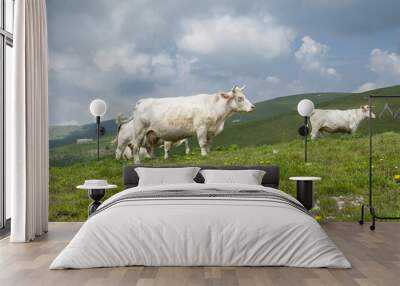 italian cows Wall mural