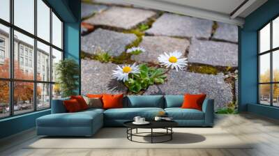 Daisy flower grows in the middle of the road. Perseverance concept. Plant struggles for survival. Power of nature. Wall mural