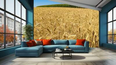 Wheat (and corn in the background) planting in Minas Gerais, Brazil Wall mural