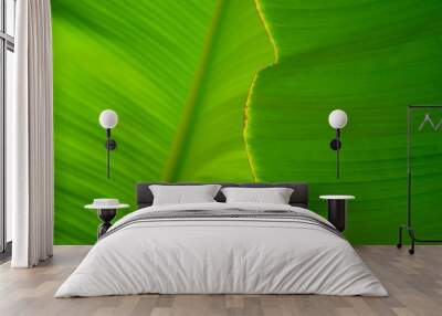 palm tree leaf Wall mural