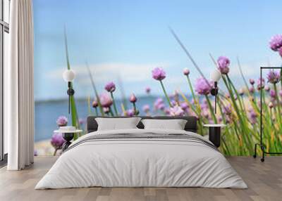 Seaside heath with pink thrift flowers, Armeria maritima in gothenburg, Sweden. Wall mural