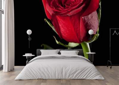 Red rose Wall mural