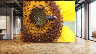 sunflower and bee Wall mural