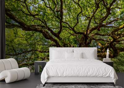 Beautiful view of the famous secular tree called Quercia delle Streghe, oak of the witches, in the province of Lucca, Italy Wall mural