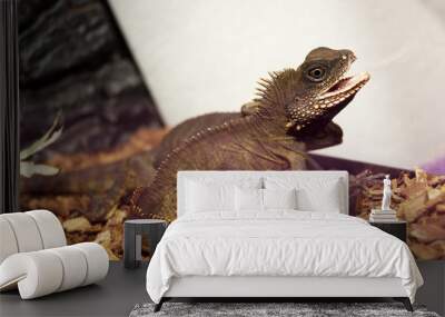 drago d' acqua Wall mural