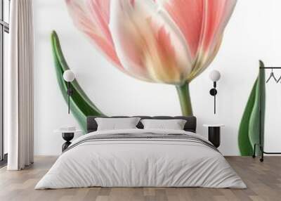 tulip pink white pastel flower isolated on white background Wall mural