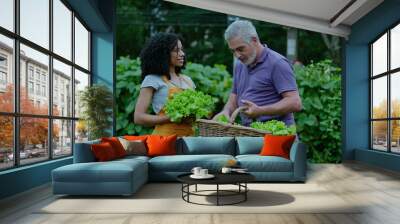 Two diverse community farmers smelling organic lettuces outside. A black woman and a middle aged man talking about food cultivation Wall mural