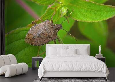 Worldwide pest brown marmorated stink bug Halyomorpha halys (adult) Wall mural