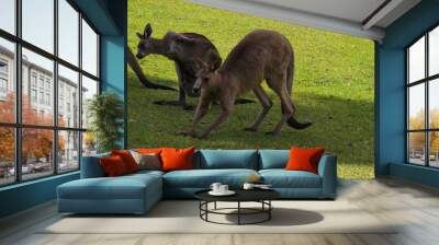 Kangoroo Wildlife Australia Wallaby  Wall mural