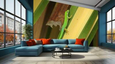 seychelles geco verde Wall mural