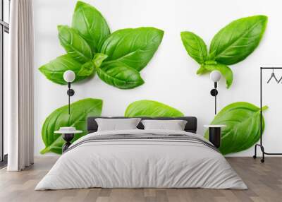 Basil isolated. Basil leaf flat lay on white background. Green basil leaves collection top view. Full depth of field. Wall mural