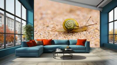 garden banded snail Wall mural