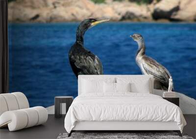 cormorani Wall mural