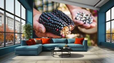 dried blue corn cob, maize of blue color in mexican hands in mexico Wall mural