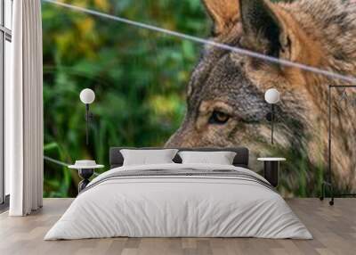 Vertical shot of a gray wolf in a green forest during the day Wall mural