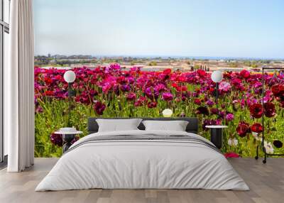 vast acres of purple, pink, red and yellow flowers in the field with lush green leaves and stems at The Flower Fields in Carlsbad California USA Wall mural