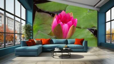 blume 2 Wall mural