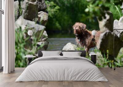 attentive dog by the river between the rocks Wall mural