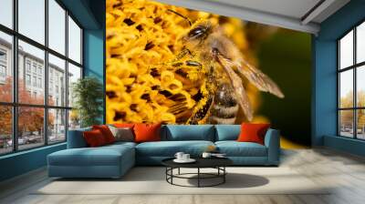 bee on a flower Wall mural