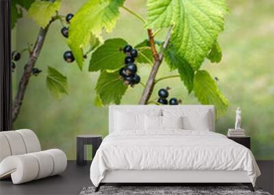 Black currants are a rich source not only of vitamin C but also of vitamin P. It is a fruit bush. The plant reaches a height of 1 to 2 m. Its fruits are small, dark edible berries.  Wall mural