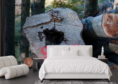 Marked pile of cut wood. Wall mural