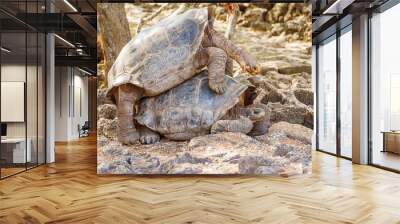 Giant tortoises mating in Darwin Station, Galapagos. Wall mural