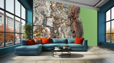 a beetle - Elateridae - Stenagostus rhombeus Wall mural