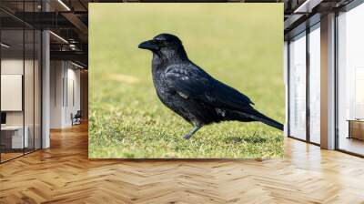 common raven Wall mural