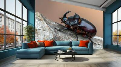 insect - European rhinoceros beetle - Oryctes nasicornis Wall mural