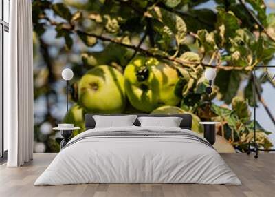 Ripe green apples on the tree ready for harvest  Wall mural