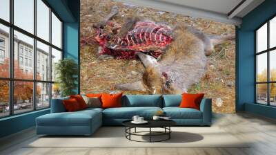 Eaten corpse of a red deer (Cervus elaphus) by wild wolves (Canis lupus), also known as the grey/gray wolf or timber wolf. Winter/spring time with snow. Carpathian mountains. Slovakia.  Wall mural