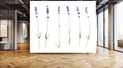 Lavender flowers isolated on white background. Wall mural