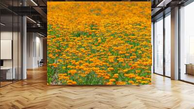 Orange marigold blossom, blooming field flower  Wall mural