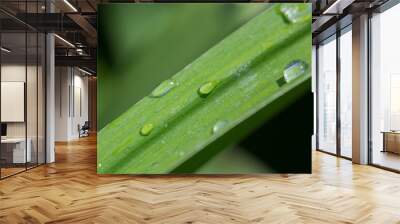 Water drops on plant for background Wall mural