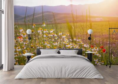 Daisies and other wild flower in summer meadow on sunset Wall mural