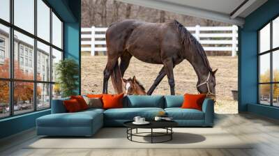 A bay Thoroughbred mare grazing in a pasture in the early spring while her young foal sleeps on the ground. Wall mural