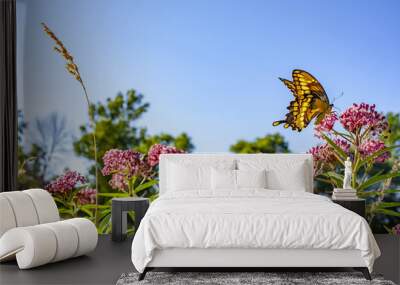 A giant swallowtail butterfly visits marsh milkweed on a bright day with a clear blue sky. Wall mural