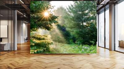 A trail through pine trees with a sunburst and sun beams on a foggy morning in the summer. Wall mural