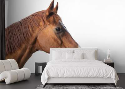 Head of a chestnut brown horse. Wall mural