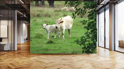 Chillingham wild cow and calf Wall mural