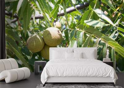 fruit and leaf of black walnut tree Wall mural