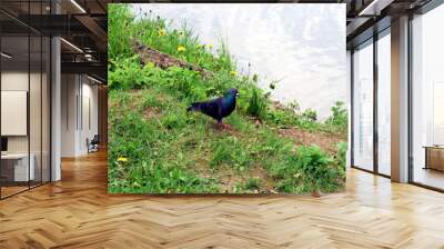 pigeon on the lake shore in the grass Wall mural