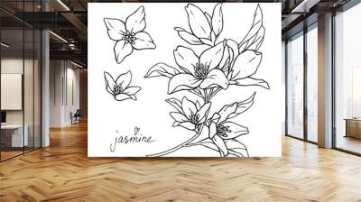 Jasmine flowers are isolated on a white background. Branch with buds and leaves vector illustration hand work. Drawing black pen. Wall mural