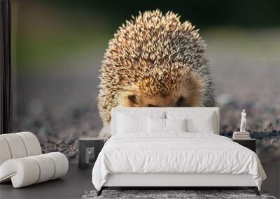 Hedgehog, close-up of the whole body Wall mural