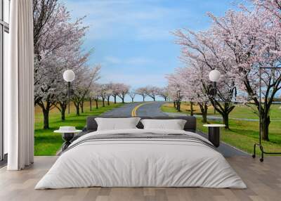 A road street lined with cherry trees in full bloom in the spring  Wall mural