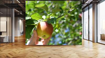 Picking heirloom apples in an orchard in the fall season autumn harvest Wall mural