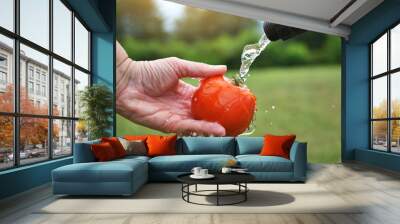 Woman rinsing off an organic tomato picked fresh from the garden under garden hose water. Wall mural