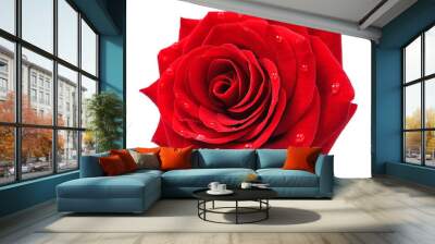 Red rose isolated Wall mural