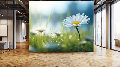 Isolated chamomile flower with dew drops in the rays of the sun on a blurred background of a summer field. wallpaper Wall mural